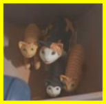 Alfie's Cats