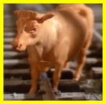 Bluebell The Cow