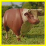 Champion the Bull