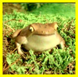 Thomas' Toad